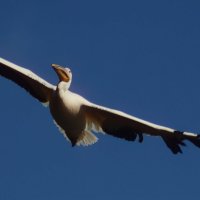 Иду на посадку :: Юрий. Шмаков Иду на посадку :: Юрий. Шмаков