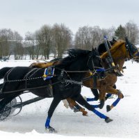 Тройка едет, тройка мчится... :: Александр Силинский