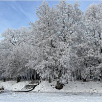 В зимнем парке. :: Валерия Комова