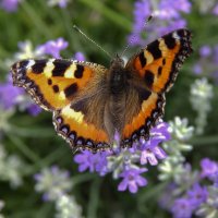 Летний сюжет :: Александр Ковальчук Летний сюжет :: Александр Ковальчук