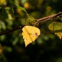Билетик в осень... :: Николай Гирш