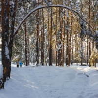 Лыжники в зимнем лесу :: Александр Синдерёв
