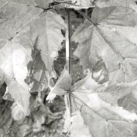 Фотография :: Денис Безногов Фотография :: Денис Безногов