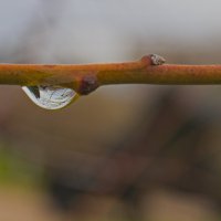 Капля на ветке :: Giant Tao /