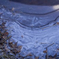 Заморозки. :: Lucy Schneider 