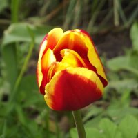 Тюльпан :: Freddy 97