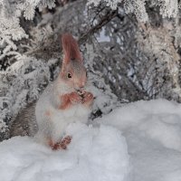 Ушки домиком и с орешком :: елена беликова Ушки домиком и с орешком :: елена беликова