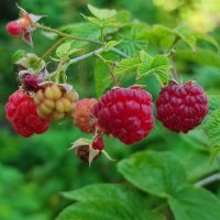 Малина :: Валентина Богатко Малина :: Валентина Богатко