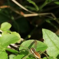 *** :: Зоя Мишина *** :: Зоя Мишина