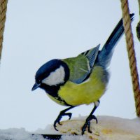 А ну-ка, отними! :: Александр Чеботарь А ну-ка, отними! :: Александр Чеботарь