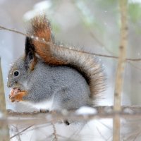 Белка и орех. :: Александр Зуев