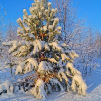 Лесная красотка :: Сергей Ц