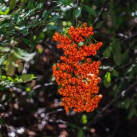 рябина :: navalon M