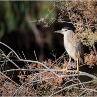Кваква :: Александр Григорьев Кваква :: Александр Григорьев