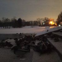 Утки :: Сапсан 