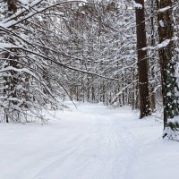 Зимний лес. :: Милешкин Владимир Алексеевич Зимний лес. :: Милешкин Владимир Алексеевич