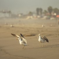 Перуанская авифауна в кадре :: Svetlana Galvez Перуанская авифауна в кадре :: Svetlana Galvez