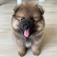 щенок :: СЕРГЕЙ ФИЛОЧКИН