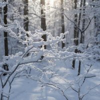 зима :: СЕРГЕЙ ФИЛОЧКИН