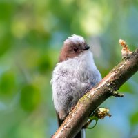 Молодой ополовник :: Владимир Лазарев