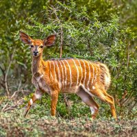 Африканская антилопа Ньяла :: Aleksey Afonin