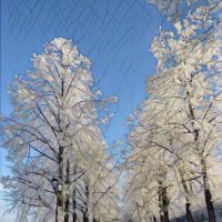 Липовая аллея :: Лариса С. Липовая аллея :: Лариса С.