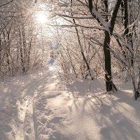 О прогулках в январе... :: Андрей Заломленков