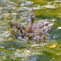 Из жизни уток ... :: Константин Анисимов