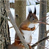 ******** :: Валерия Комова