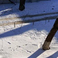 Следы в солнечный день :: Татьяна Пальчикова
