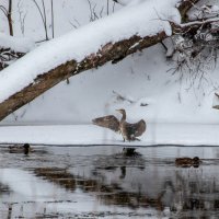 И на реке нужны свои регулировщики ;-) :: Sergei Vikulov