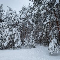 Лес зимой :: Александр Синдерёв