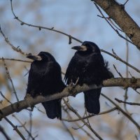 Грачи. :: Александр. AVG100 ---