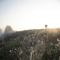 Паутина. :: Александр. AVG100 ---