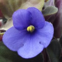 Фиалка :: Freddy 97