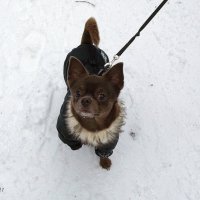 Чихуахуа :: Freddy 97 Чихуахуа :: Freddy 97