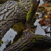 Осень на Виштынце 3. :: Константин 