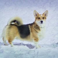 корги :: Артём Евтюхов корги :: Артём Евтюхов