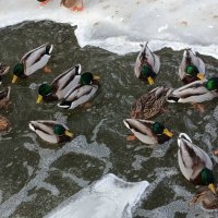 В тесноте, да не в обиде :: Людмила Жданова