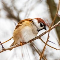 Воробей :: Александр 