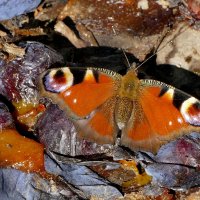 опять про бабочек...357 :: Александр Прокудин