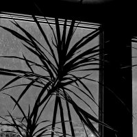 * :: Василий Палий