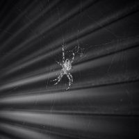 Паучара. :: Дмитрий А