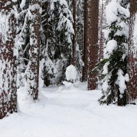 О красоте зимнего леса. :: Милешкин Владимир Алексеевич 