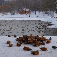 Зимнее  Царицыно :: Ольга 