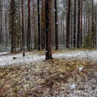 Зимний лес :: Дмитрий Иванов