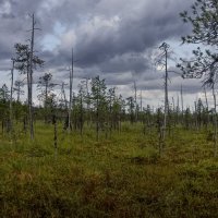 Тайга сибири :: Aleksey Afonin