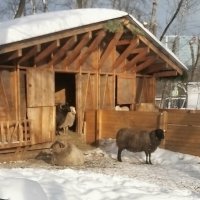 Городская ферма на ВДНХ в Москве :: Ольга Довженко