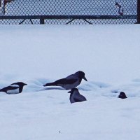 На зимовке в Нефтеюганске! :: Владимир 