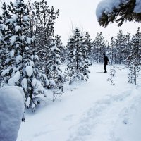 Лыжник в заснеженной тайге! :: Владимир 